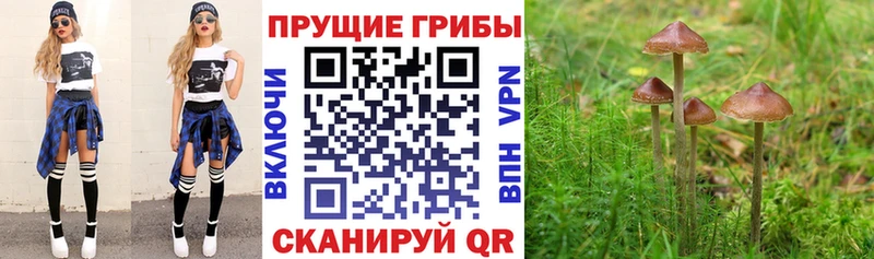 ссылка на мегу рабочий сайт Енисейск Галлюциногенные грибы Psilocybine cubensis продажа наркотиков